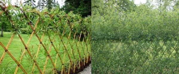 Забор живая изгородь: как вырастить и сформировать Забор живая изгородь: как вырастить и сформировать