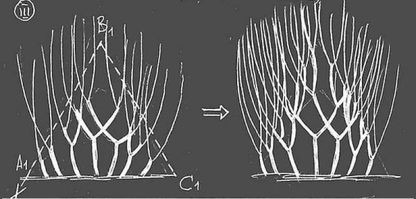 Забор живая изгородь: как вырастить и сформировать Забор живая изгородь: как вырастить и сформировать