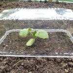 Как сделать парник: 8 конструкций и море идей Как сделать парник: 8 конструкций и море идей