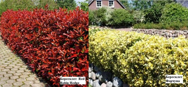 Забор живая изгородь: как вырастить и сформировать Забор живая изгородь: как вырастить и сформировать