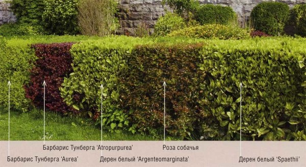 Забор живая изгородь: как вырастить и сформировать Забор живая изгородь: как вырастить и сформировать