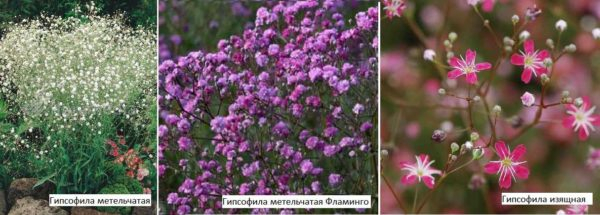 Какие цветы посадить на даче? Многолетние садовые цветы Какие цветы посадить на даче? Многолетние садовые цветы