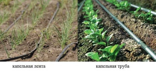 Капельное орошение в теплице и на огороде своими руками Капельное орошение в теплице и на огороде своими руками