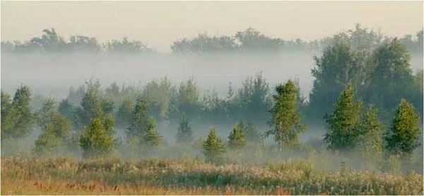 Как искать воду на участке Как искать воду на участке