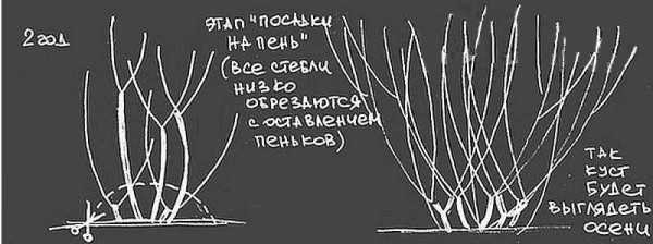 Забор живая изгородь: как вырастить и сформировать Забор живая изгородь: как вырастить и сформировать