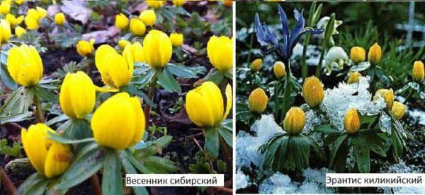 Какие цветы посадить на даче? Многолетние садовые цветы Какие цветы посадить на даче? Многолетние садовые цветы