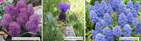 Какие цветы посадить на даче? Многолетние садовые цветы Какие цветы посадить на даче? Многолетние садовые цветы