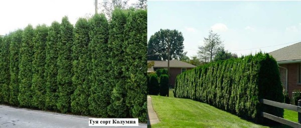 Забор живая изгородь: как вырастить и сформировать Забор живая изгородь: как вырастить и сформировать