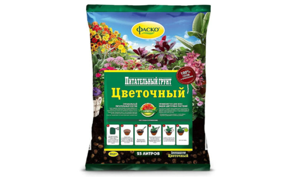 Когда и как сажать луковицы тюльпанов с учетом сезона и региона Когда и как сажать луковицы тюльпанов с учетом сезона и региона