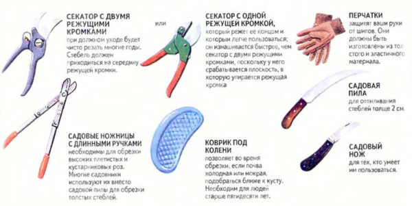 Как правильно ухаживать за розами Как правильно ухаживать за розами