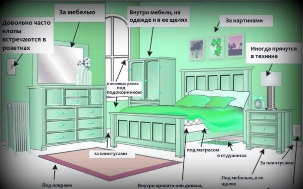 Способы борьбы с клопами Способы борьбы с клопами