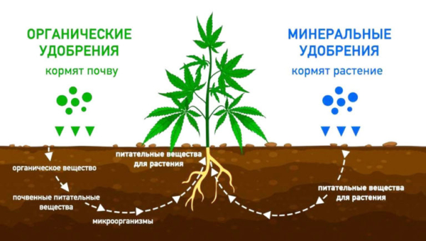 Какие удобрения вносить весной: в саду, огороде и цветнике Какие удобрения вносить весной: в саду, огороде и цветнике