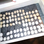 Из чего можно сделать самостоятельно инкубатор в домашних условиях Из чего можно сделать самостоятельно инкубатор в домашних условиях