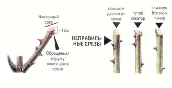 Как правильно ухаживать за розами Как правильно ухаживать за розами