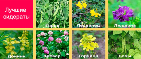 Какие удобрения вносить весной: в саду, огороде и цветнике Какие удобрения вносить весной: в саду, огороде и цветнике