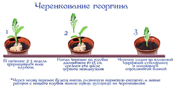 Как и когда высаживать георгины в открый грунт. Уход за цветами