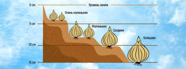 Когда и как сажать луковицы тюльпанов с учетом сезона и региона Когда и как сажать луковицы тюльпанов с учетом сезона и региона