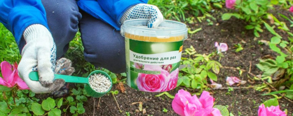 Какие удобрения вносить весной: в саду, огороде и цветнике Какие удобрения вносить весной: в саду, огороде и цветнике