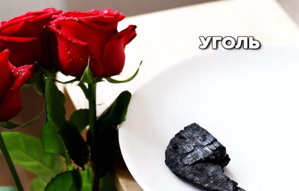 Как ухаживать за розами, чтобы они долго стояли в вазе Как ухаживать за розами, чтобы они долго стояли в вазе